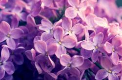 开云体育app-布克冠军级表现引领，黄蜂团队篮球轻取上海队