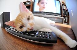 开云体育app-赛道上的篮球旋风，浙江队以F1街战之势完胜吉林队