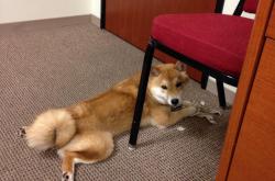 开云体育-篮球双城记，森林狼横扫吉林，切特东决一战封神