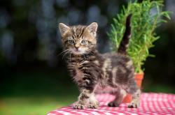 开云体育在线-阿拉巴，从配角到关键先生的皇马诠释