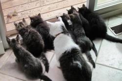 开云体育中国-当黑黄狂潮席卷蔚蓝海岸，跨界传奇的诞生