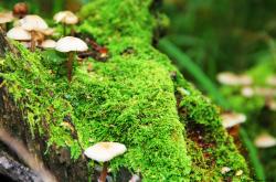 开云体育app-唯一属于美加墨的夜晚，当马克西赢得满分评价