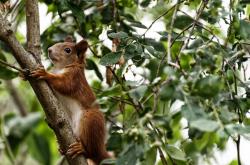 开云体育-迪亚斯一锤定音，新西兰爆冷提前终结国际米兰欧冠悬念