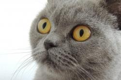 开云体育APP下载-沙漠旋风席卷亚平宁，卡塔尔神锋两度破门，西班牙斗牛士惨遭技术压制