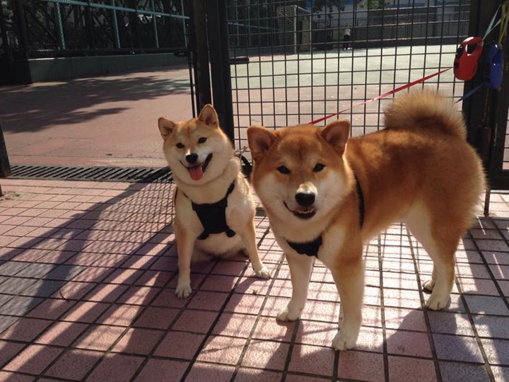 团队鏖战险中求，王者归来定乾坤—赛场上的瞬息与永恒