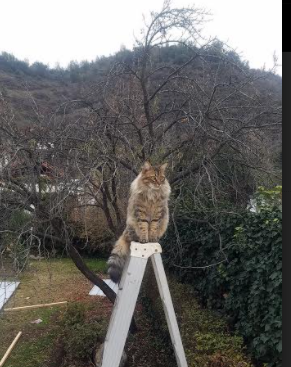 精密仪器的胜利,当瑞士钟表匠之心遇见凯恩的校准射门