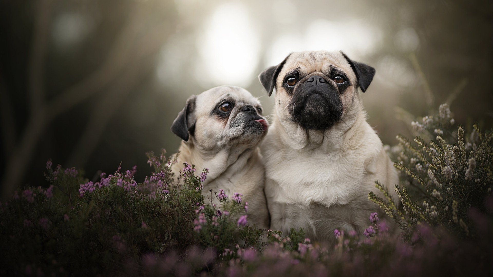 掘金的尘土与拉文的星芒，两种胜利的交响