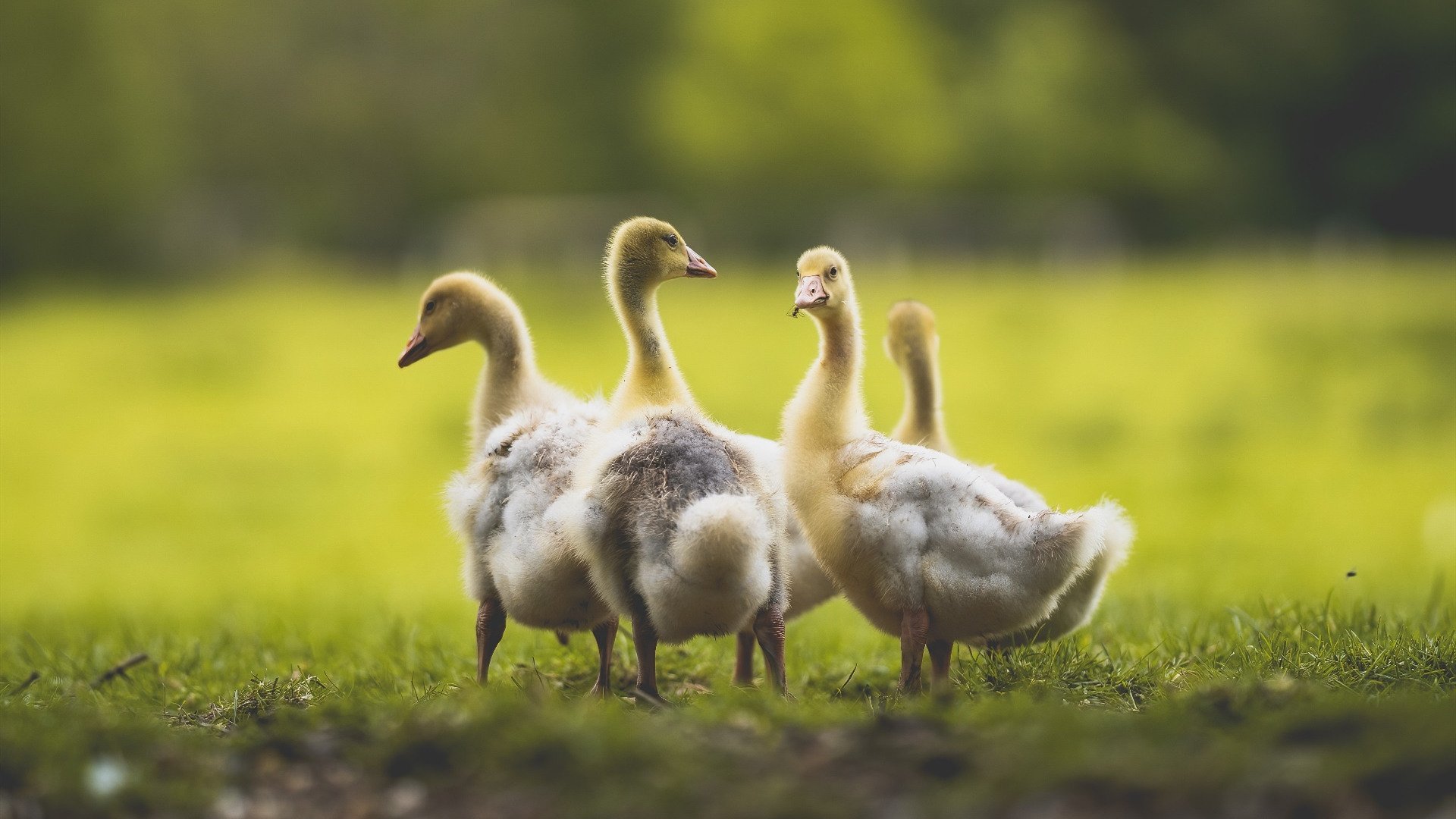 亚洲双响,日本队战术完胜德国,黄鸭组合刷新历史纪录
