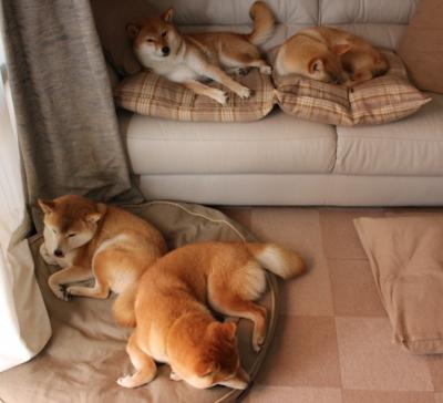 王者双雄，国王碾压奇才展强势，塔图姆领军绿军奏凯歌