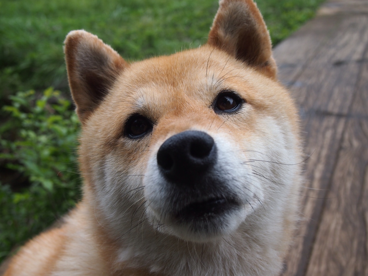 F1揭幕战之夜,委内瑞拉足球的压哨胜利震撼多特蒙德