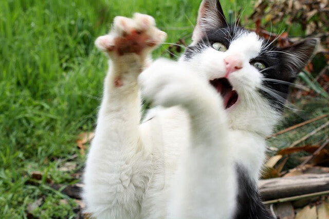 红土上的疆界,比利时三杰决胜局逆袭摩纳哥