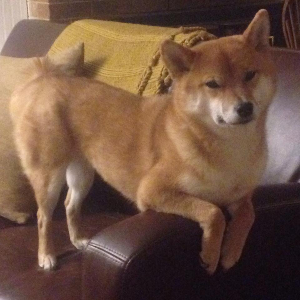 硬汉的两种解法，帕尔默的手术刀与瑞典的铁壁