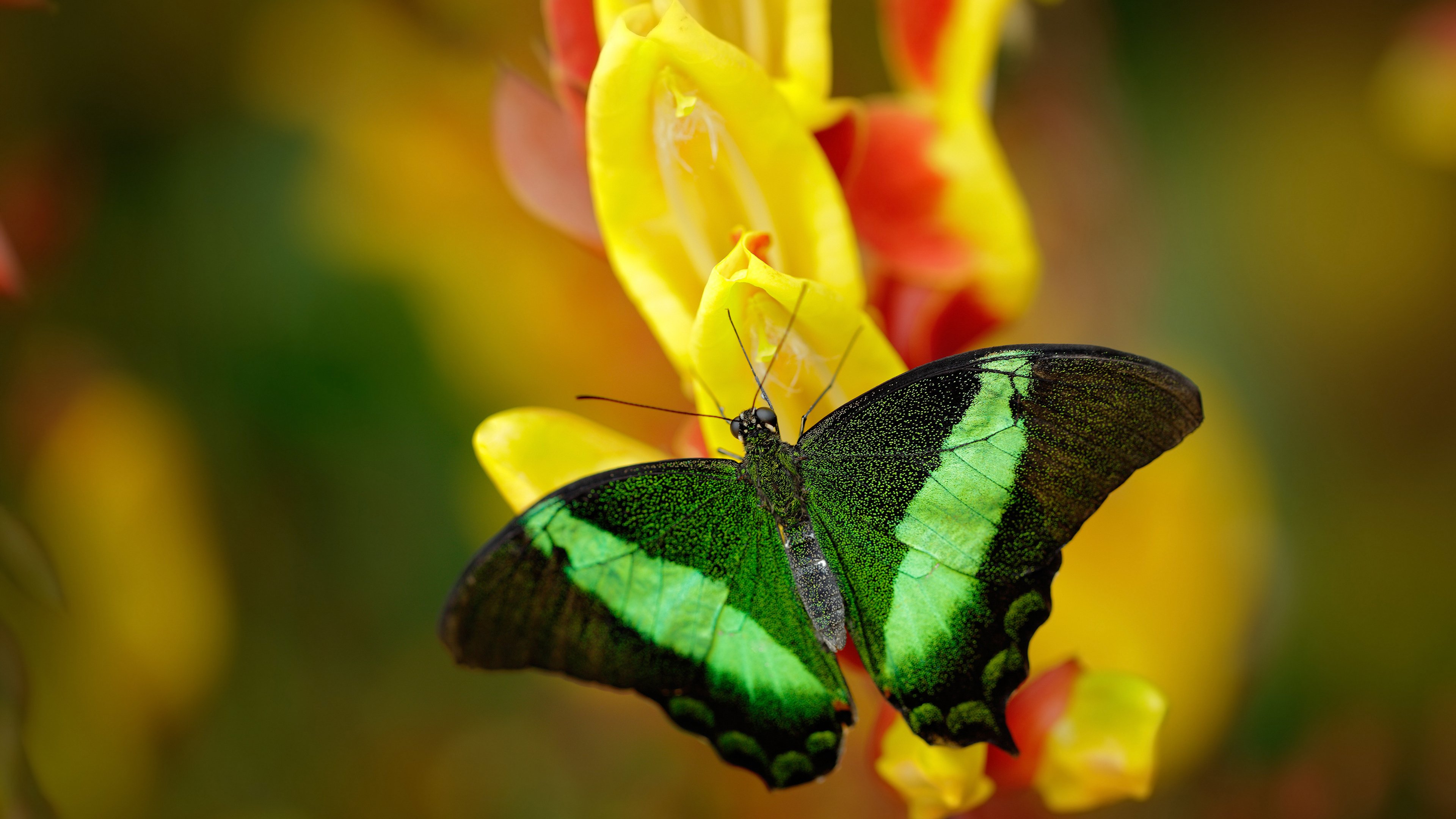 平行宇宙的篮球之夜，当利拉德降临五棵松，北京加时鏖战击落火箭