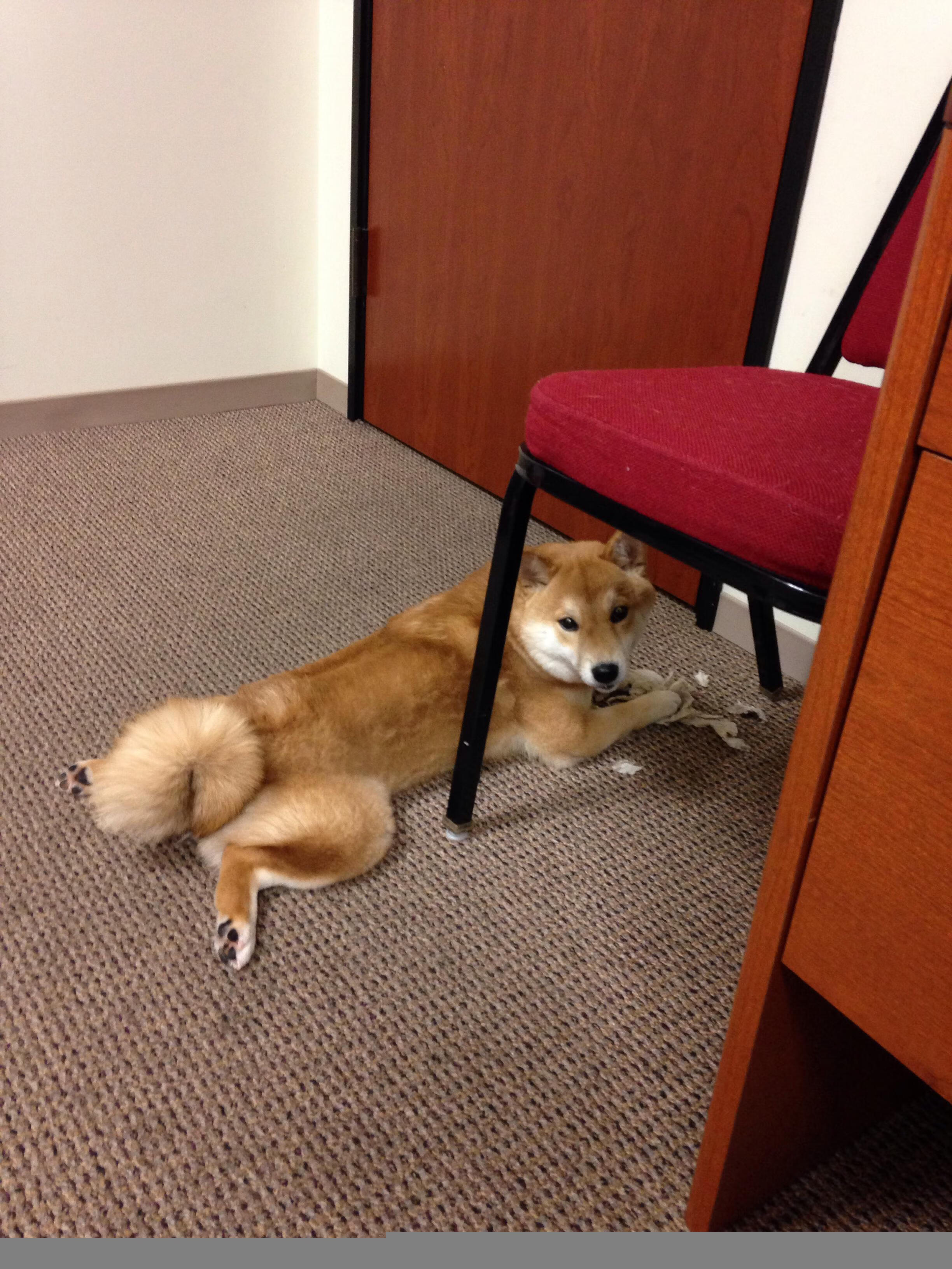 篮球双城记,森林狼横扫吉林,切特东决一战封神