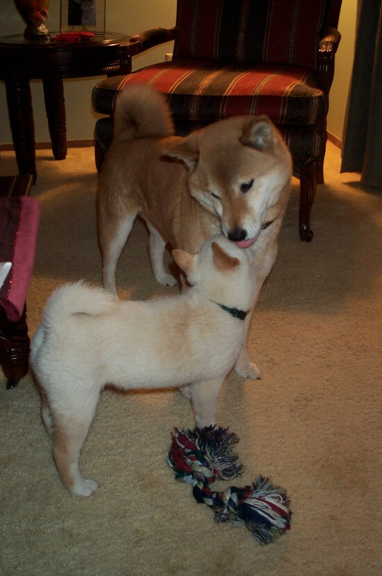 跨越太平洋的破晓之战，当广厦遇见国王，谁才是这场焦点之战的终极赢家？