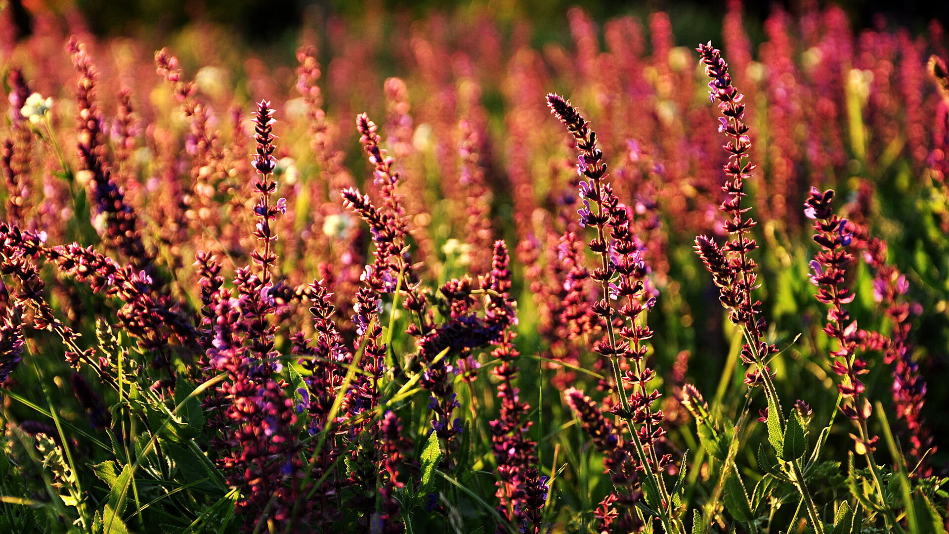 克瓦拉连线丹朱马,黄潜艇末节带走勒沃库森