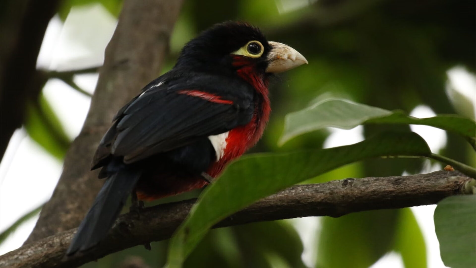 当FIFA失控，新西兰全明星 vs 曼联传奇，与那个永不掉线的格鲁吉亚魔法师