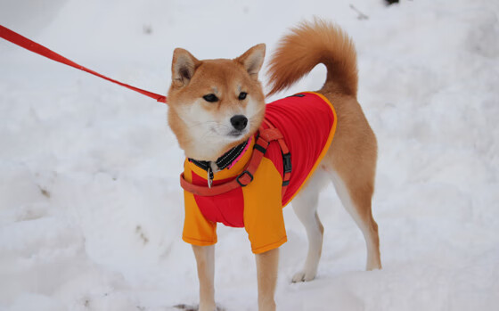 双线战争,佛罗伦萨的亚平宁烽火与卡塞米罗的北美征伐