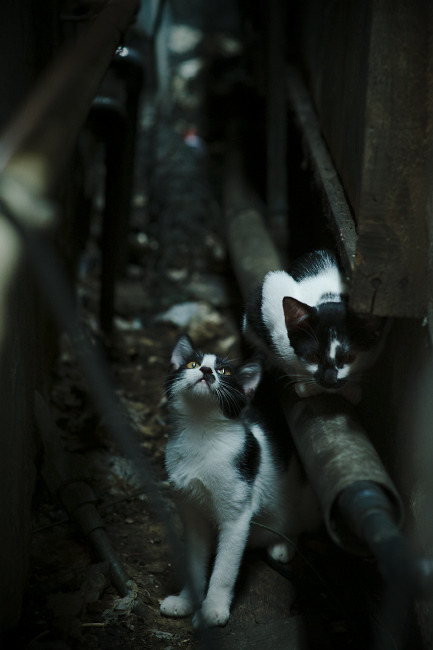 北境雪原与沙漠热浪，格纳布里如何一手掌控两种足球文明的对话