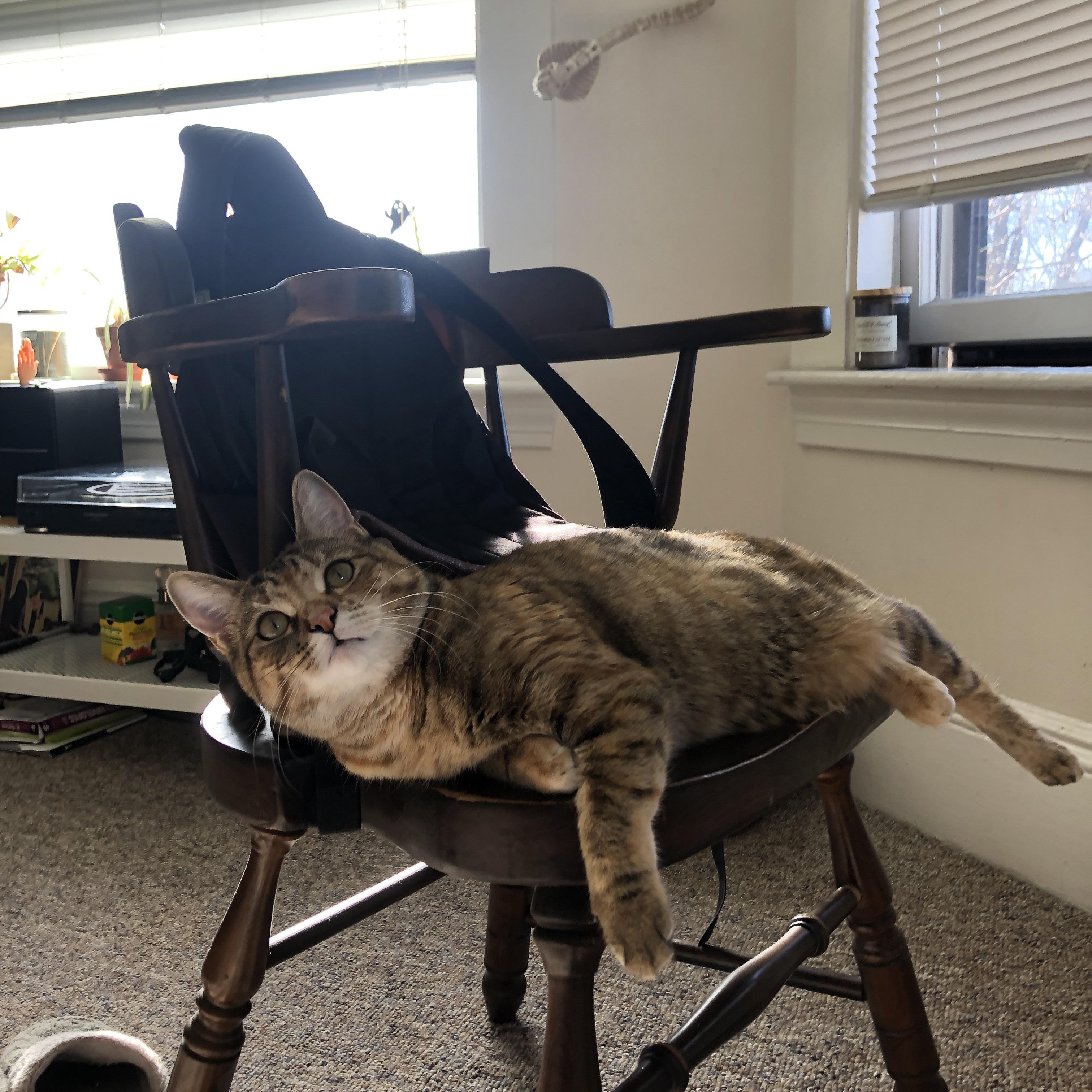 独一份的傲慢,爵士用一场高原围猎,宣示何为唯一的制霸