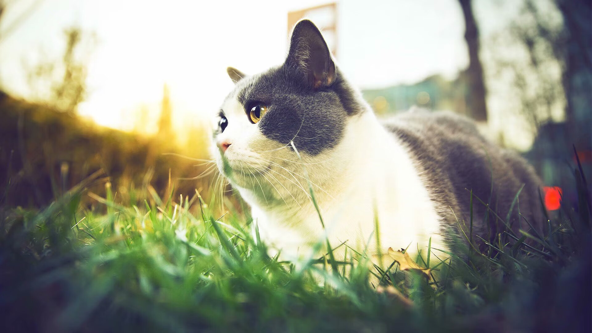 非洲之力终结绿白军团,皇马铁卫铭刻五百场坚守—足球世界的多元叙事