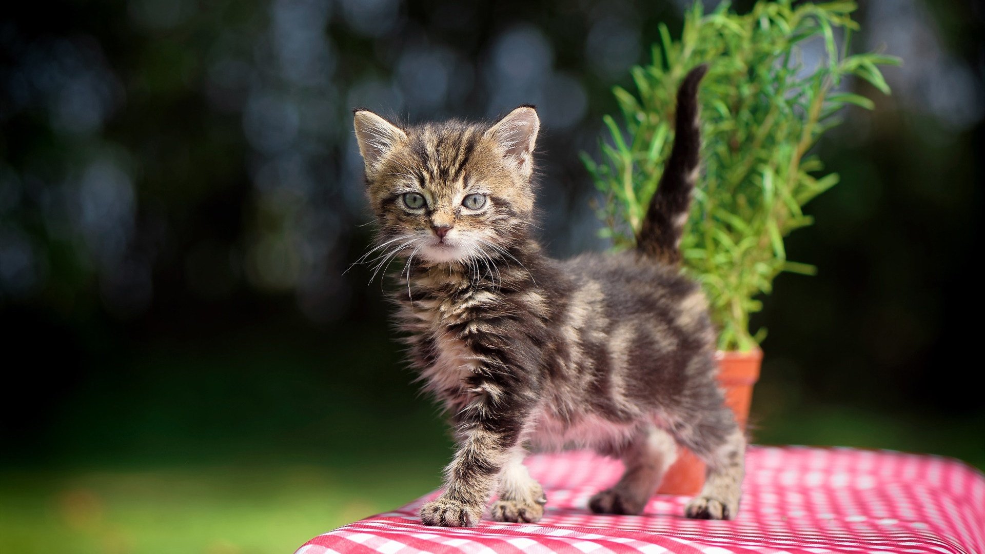 神的痕迹，当库里在喧嚣中想起沉默的雷吉·米勒