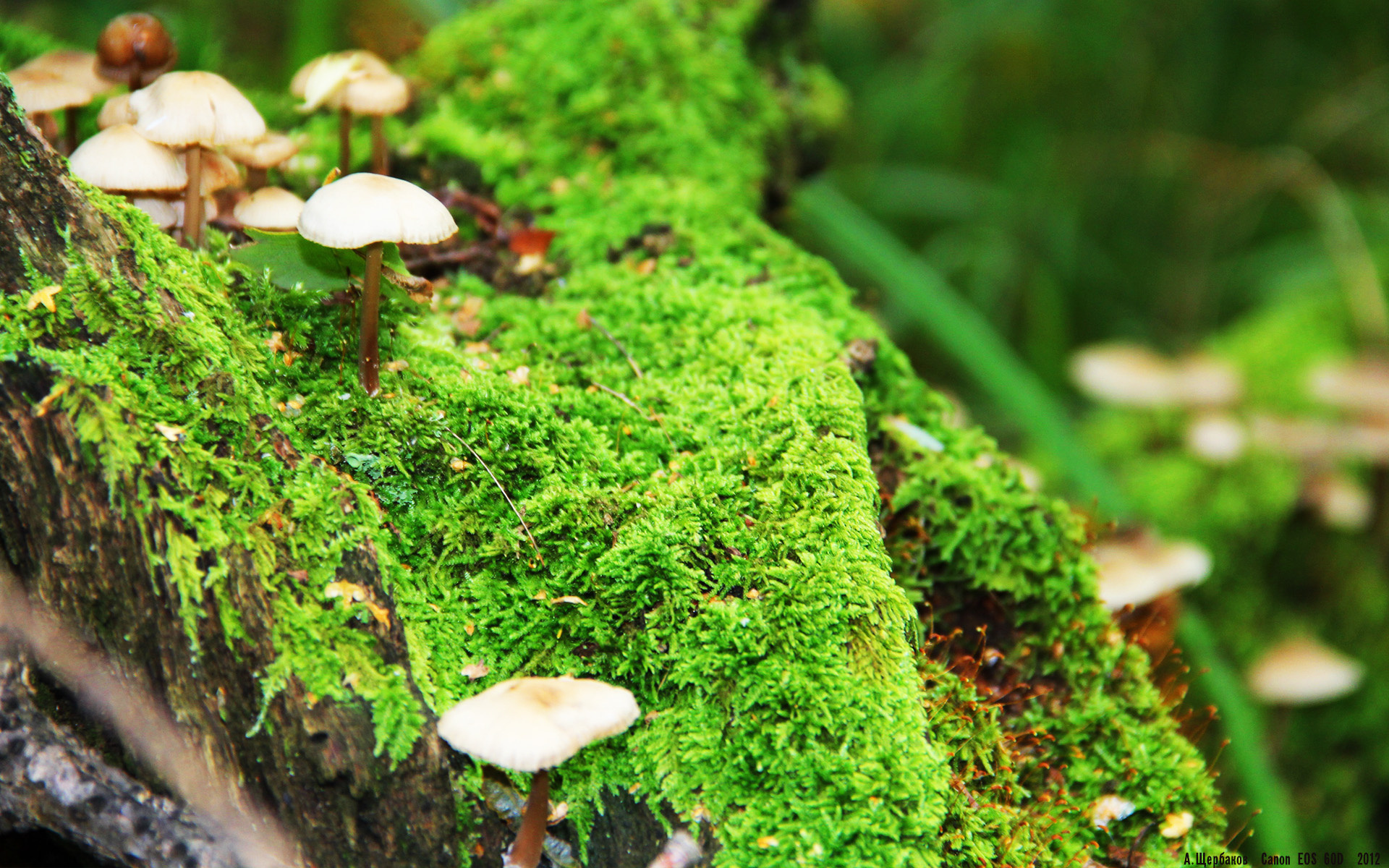 唯一属于美加墨的夜晚,当马克西赢得满分评价