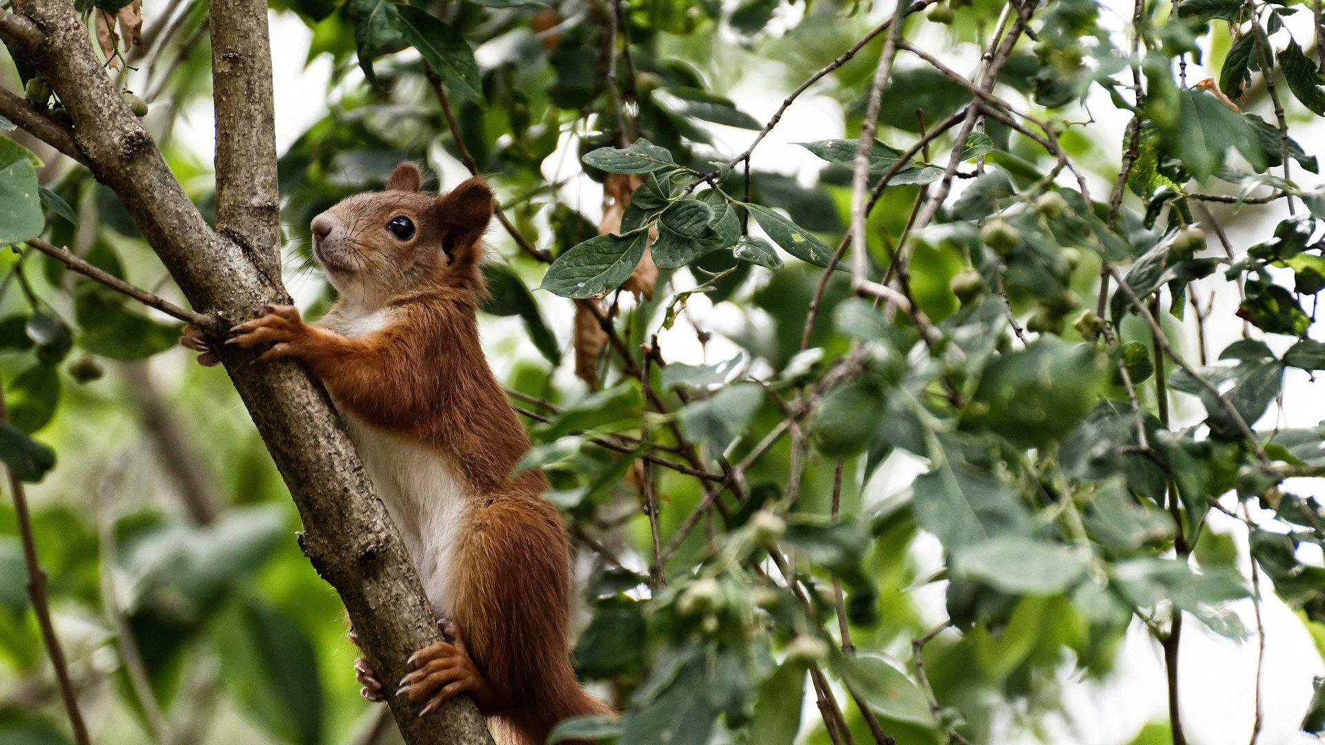 迪亚斯一锤定音，新西兰爆冷提前终结国际米兰欧冠悬念