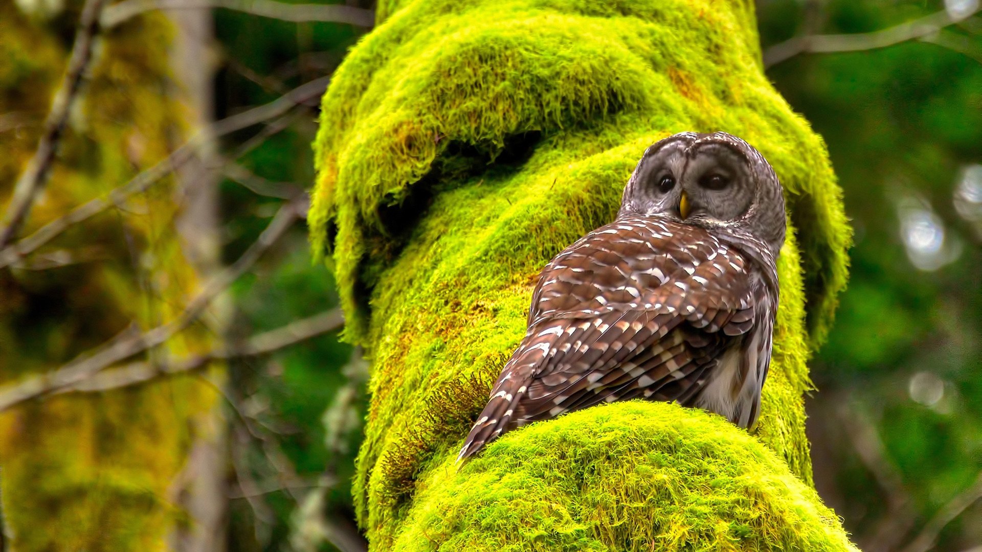 唯一的胜者，当历史在哨声中改写