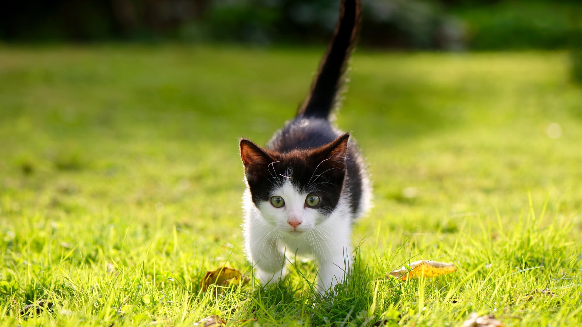 从后防核心到进攻引擎，阿拉巴战术爆发引领奥地利，以那不勒斯式火力全面压制苏格兰