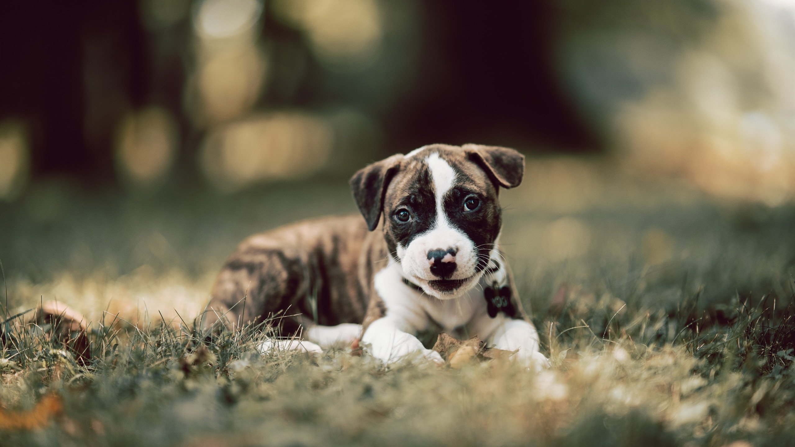 当拜仁的钢铁洪流末节席卷，萨卡在欧冠之巅画出英格兰的彩虹