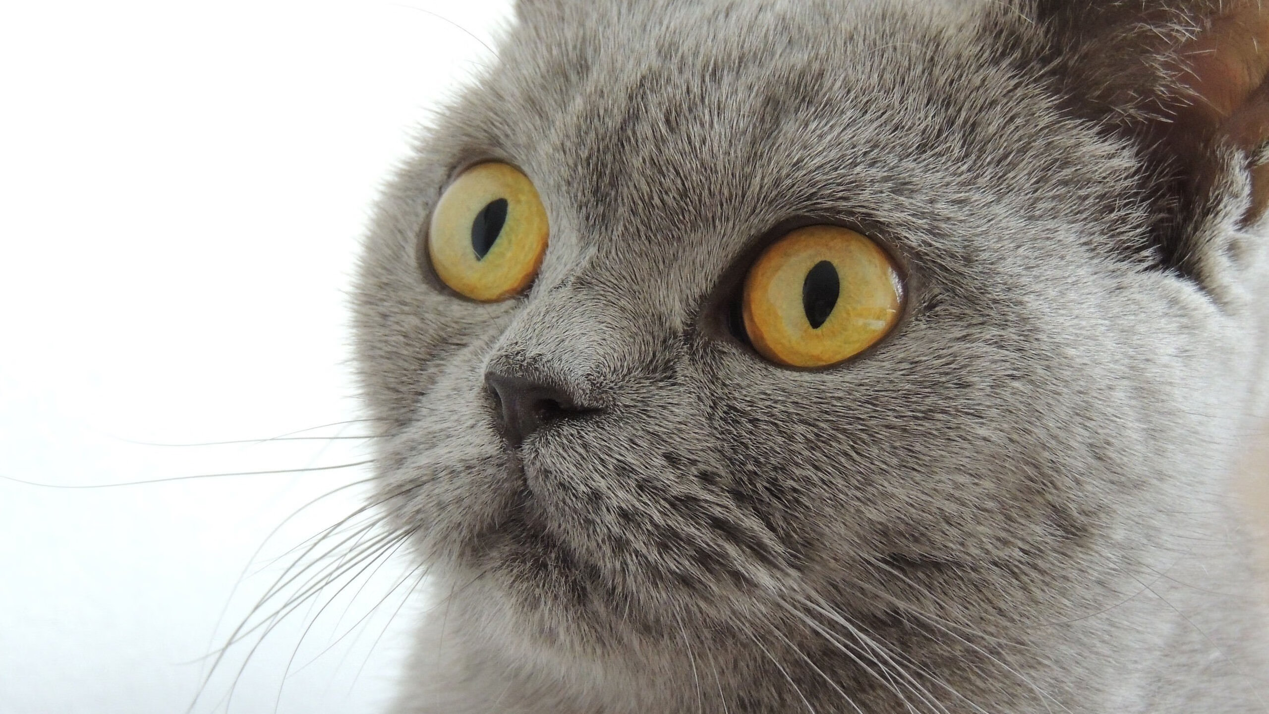 沙漠旋风席卷亚平宁，卡塔尔神锋两度破门，西班牙斗牛士惨遭技术压制