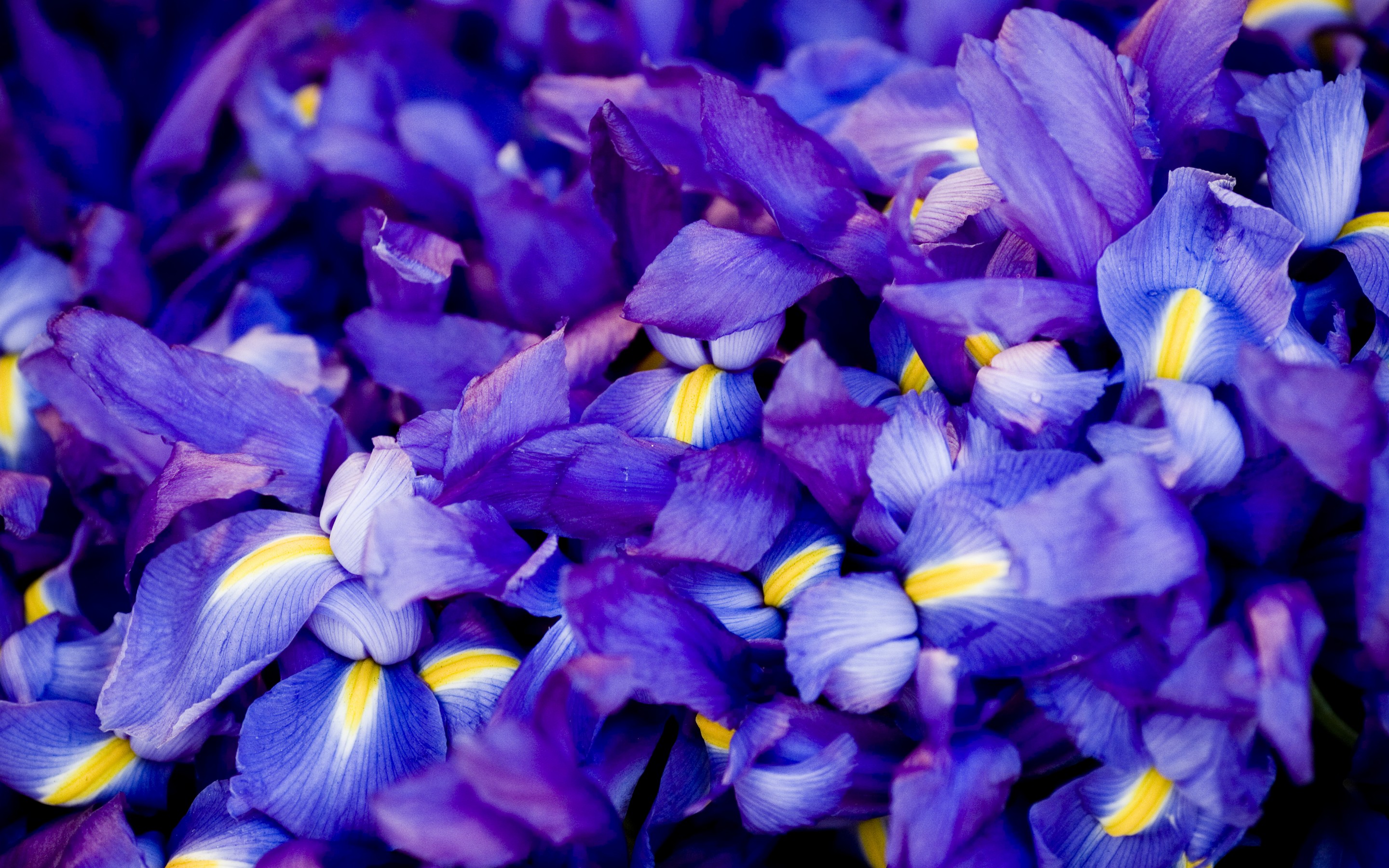 枫叶风暴，2026世界杯揭幕战，阿方索·戴维斯率加拿大血洗西班牙，宣告新秩序诞生